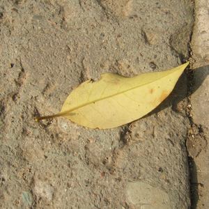 美女无遮掩日本网站
